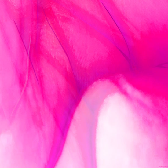 Sin Creases - Ismael de Anda III